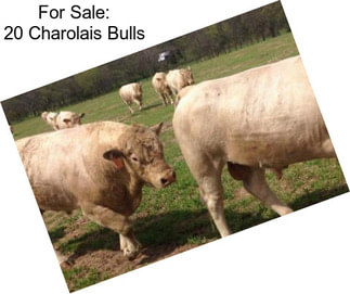 For Sale: 20 Charolais Bulls