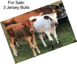 For Sale: 3 Jersey Bulls