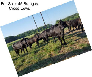 For Sale: 45 Brangus Cross Cows