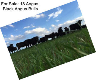 For Sale: 18 Angus, Black Angus Bulls