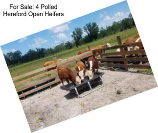 For Sale: 4 Polled Hereford Open Heifers