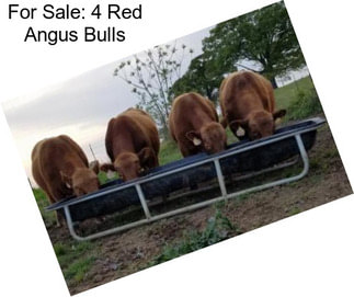 For Sale: 4 Red Angus Bulls