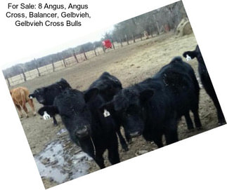 For Sale: 8 Angus, Angus Cross, Balancer, Gelbvieh, Gelbvieh Cross Bulls