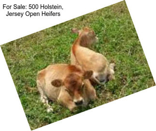 For Sale: 500 Holstein, Jersey Open Heifers