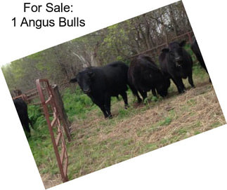 For Sale: 1 Angus Bulls