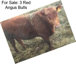 For Sale: 3 Red Angus Bulls