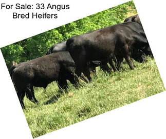 For Sale: 33 Angus Bred Heifers