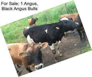 For Sale: 1 Angus, Black Angus Bulls