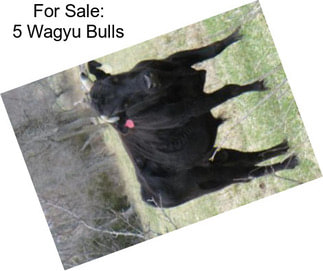 For Sale: 5 Wagyu Bulls