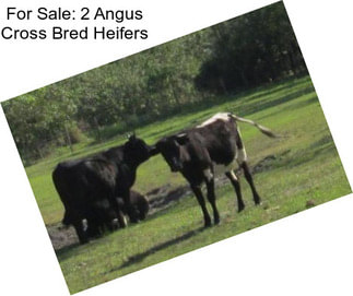 For Sale: 2 Angus Cross Bred Heifers