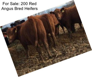 For Sale: 200 Red Angus Bred Heifers