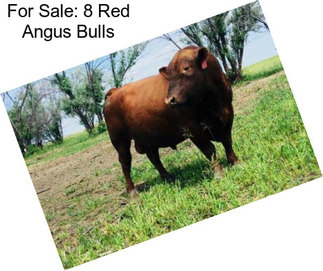 For Sale: 8 Red Angus Bulls