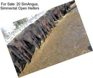 For Sale: 20 SimAngus, Simmental Open Heifers