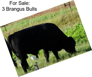 For Sale: 3 Brangus Bulls
