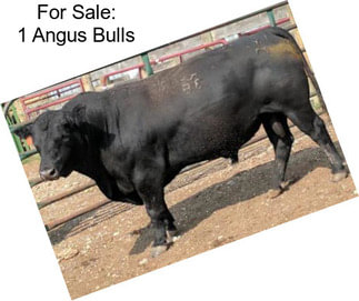 For Sale: 1 Angus Bulls