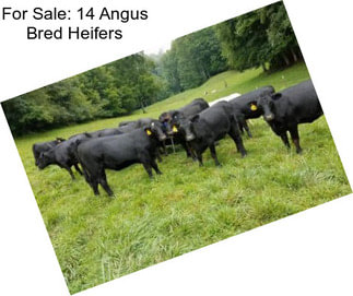 For Sale: 14 Angus Bred Heifers