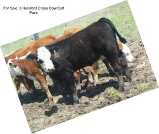 For Sale: 3 Hereford Cross Cow/Calf Pairs