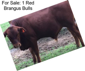 For Sale: 1 Red Brangus Bulls