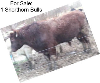 For Sale: 1 Shorthorn Bulls