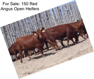 For Sale: 150 Red Angus Open Heifers