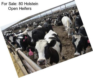 For Sale: 80 Holstein Open Heifers