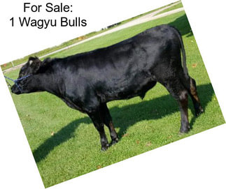 For Sale: 1 Wagyu Bulls