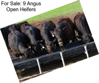 For Sale: 9 Angus Open Heifers