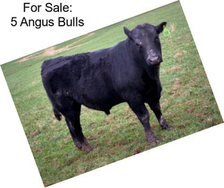 For Sale: 5 Angus Bulls