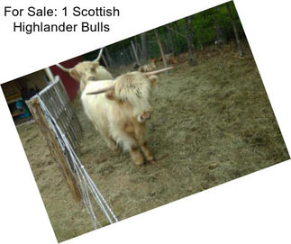 For Sale: 1 Scottish Highlander Bulls