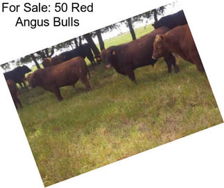For Sale: 50 Red Angus Bulls