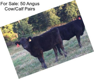 For Sale: 50 Angus Cow/Calf Pairs