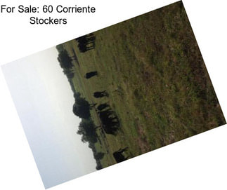 For Sale: 60 Corriente Stockers
