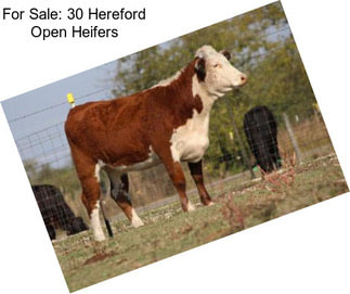For Sale: 30 Hereford Open Heifers