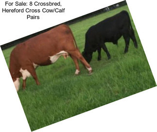 For Sale: 8 Crossbred, Hereford Cross Cow/Calf Pairs