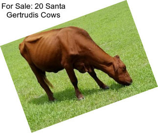 For Sale: 20 Santa Gertrudis Cows