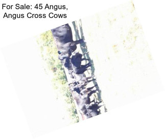 For Sale: 45 Angus, Angus Cross Cows