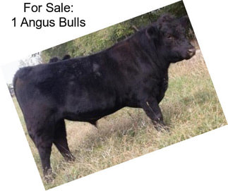 For Sale: 1 Angus Bulls