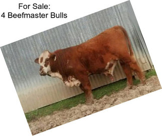 For Sale: 4 Beefmaster Bulls