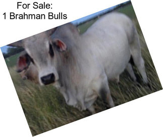 For Sale: 1 Brahman Bulls