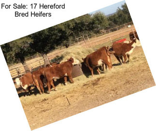 For Sale: 17 Hereford Bred Heifers