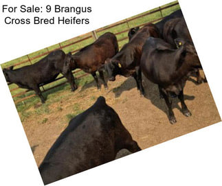 For Sale: 9 Brangus Cross Bred Heifers