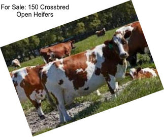 For Sale: 150 Crossbred Open Heifers