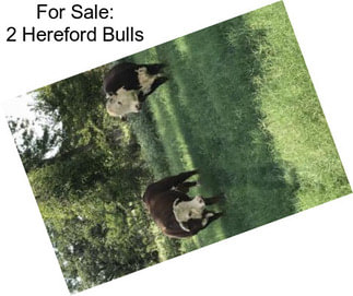 For Sale: 2 Hereford Bulls