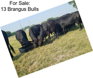 For Sale: 13 Brangus Bulls