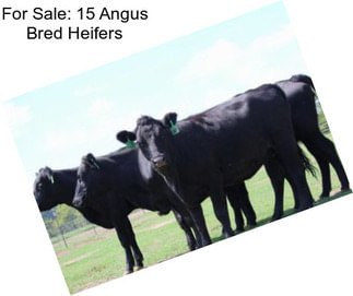 For Sale: 15 Angus Bred Heifers