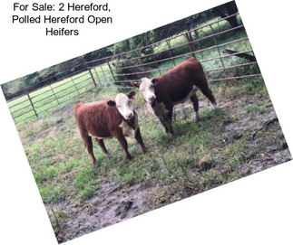 For Sale: 2 Hereford, Polled Hereford Open Heifers