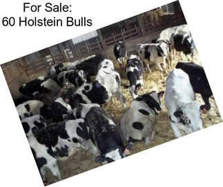 For Sale: 60 Holstein Bulls