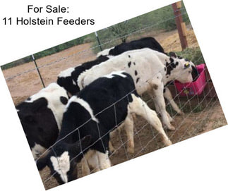 For Sale: 11 Holstein Feeders