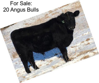 For Sale: 20 Angus Bulls