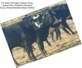 For Sale: 25 Angus, Angus Cross, Angus Plus, Hereford, Hereford Cross, Polled Hereford Open Heifers